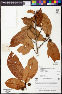 Brosimum lactescens image