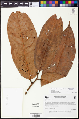 Pseudolmedia macrophylla image