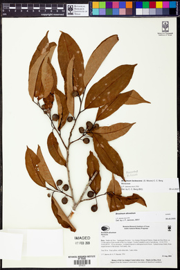 Brosimum lactescens image
