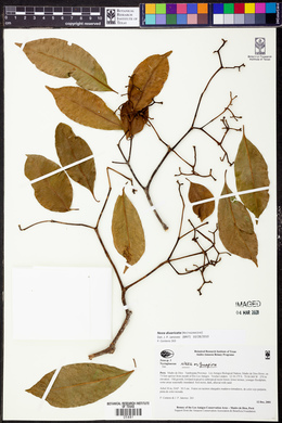 Neea divaricata image