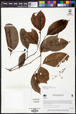 Image Associated With the Occurence