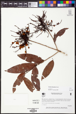 Media resource of Ouratea discophora