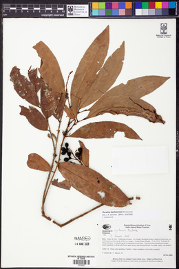 Ouratea iquitosensis image