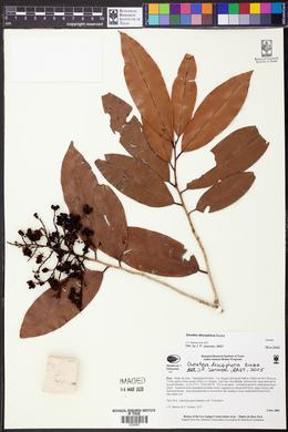 Ouratea discophora image