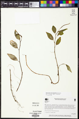 Peperomia macrostachya image