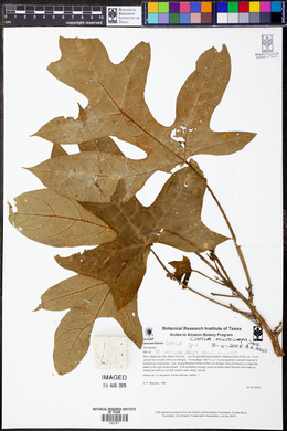 Carica microcarpa image