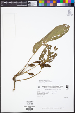 Monstera obliqua image