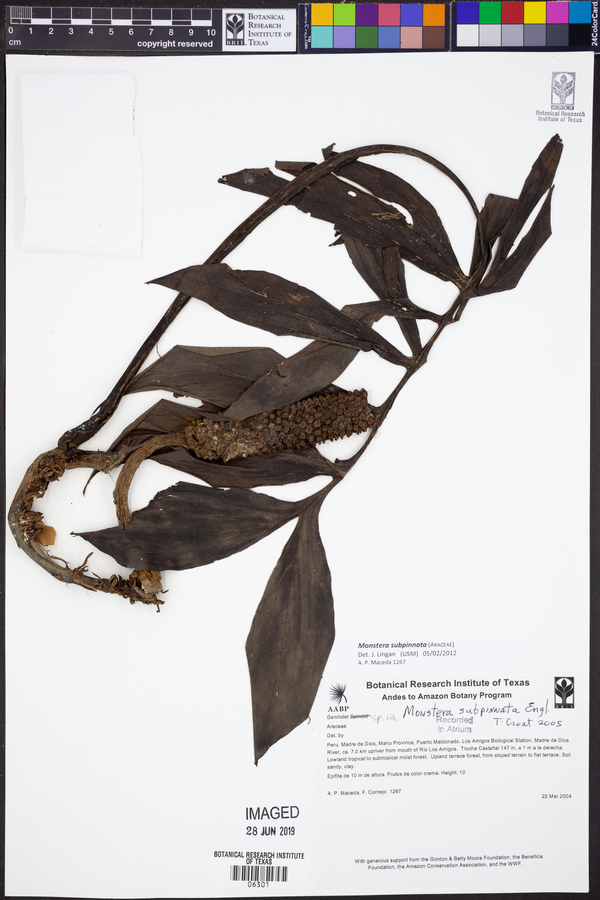 Monstera subpinnata image