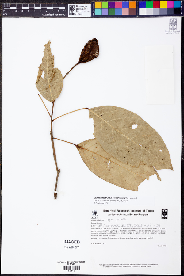 Capparidastrum macrophyllum image