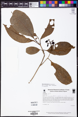 Neea divaricata image