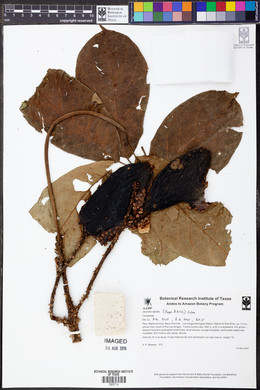 Jacaratia digitata image
