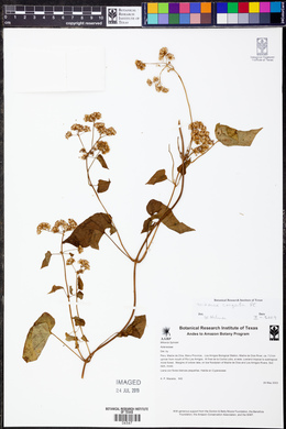 Mikania congesta image