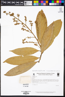 Nectandra longifolia image
