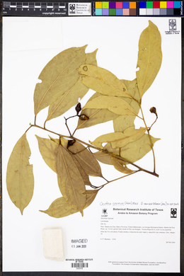 Ocotea cernua image