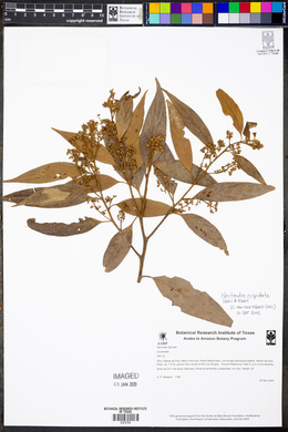Nectandra cuspidata image