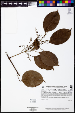 Hyperbaena domingensis image