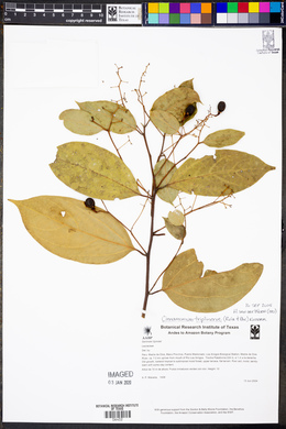 Cinnamomum triplinerve image
