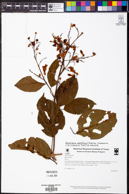Arrabidaea patellifera image