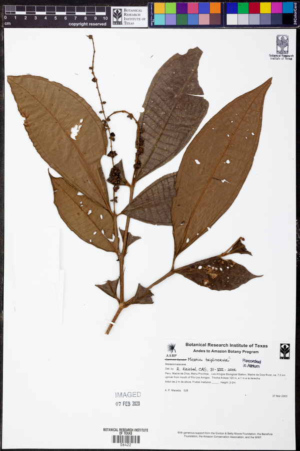 Miconia triplinervis image