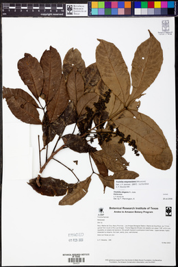 Trichilia maynasiana image