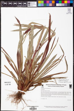 Calyptrocarya bicolor image