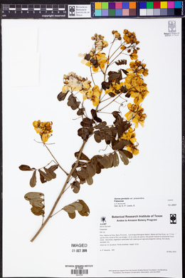 Senna pendula image