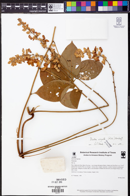 Dioclea virgata image