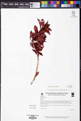 Codonanthe uleana image