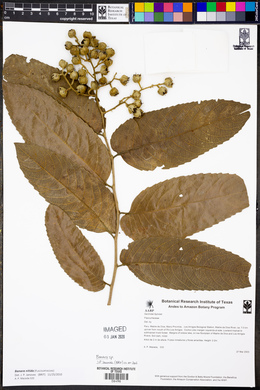 Banara nitida image