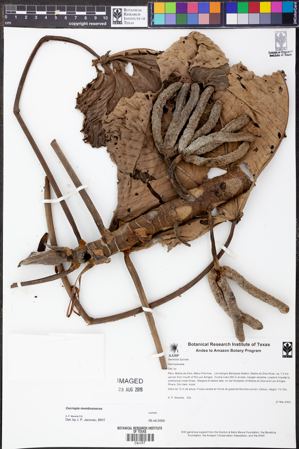 Cecropiaceae image