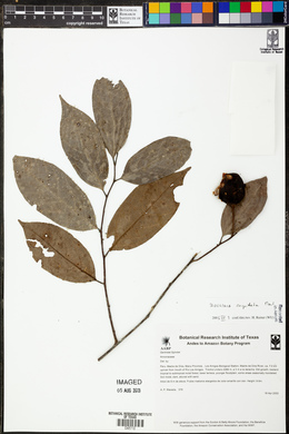 Annona cuspidata image