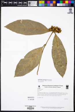 Mollinedia lanceolata image
