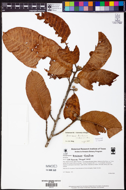 Brosimum alicastrum image