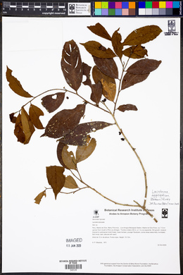 Lacistema aggregatum image