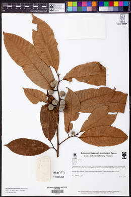 Brosimum lactescens image