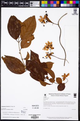 Tetrapterys discolor image