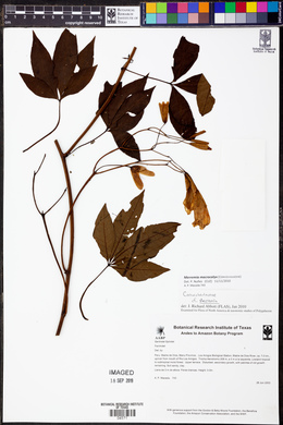 Merremia macrocalyx image