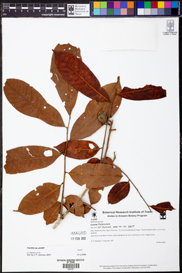 Image Associated With the Occurence
