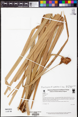 Rhynchospora cephalotes image