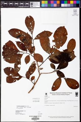 Trichilia poeppigii image