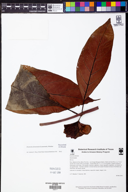 Drymonia doratostyla image