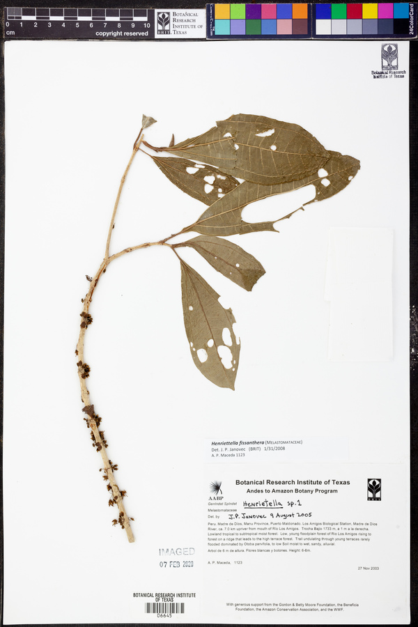 Henriettea fissanthera image