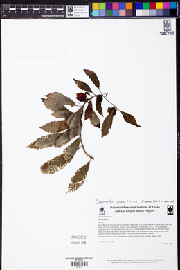 Codonanthe uleana image
