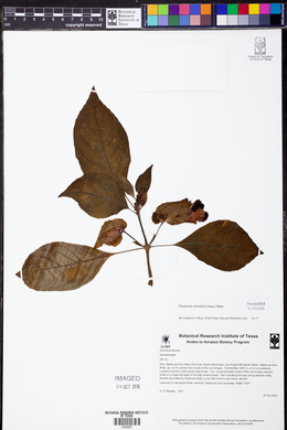 Drymonia serrulata image