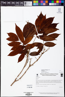 Trichilia quadrijuga image