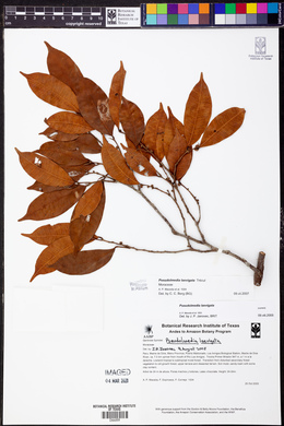 Pseudolmedia laevigata image