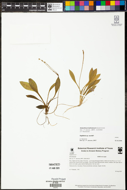 Echinodorus bolivianus image