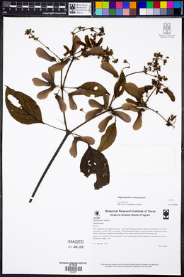 Stigmaphyllon cardiophyllum image