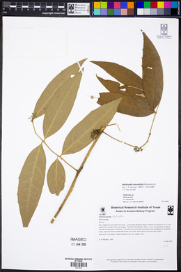 Mollinedia lanceolata image