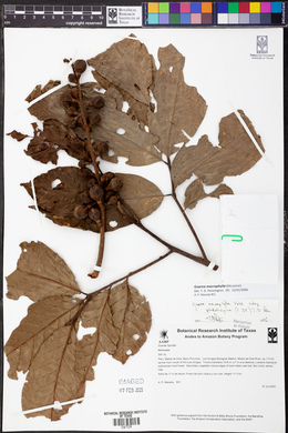 Guarea macrophylla image